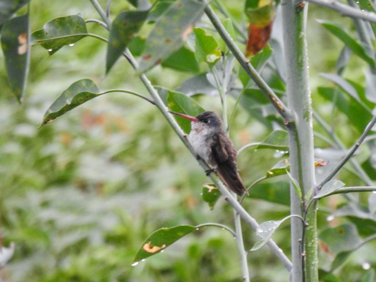 Violet-crowned Hummingbird - ML620976850