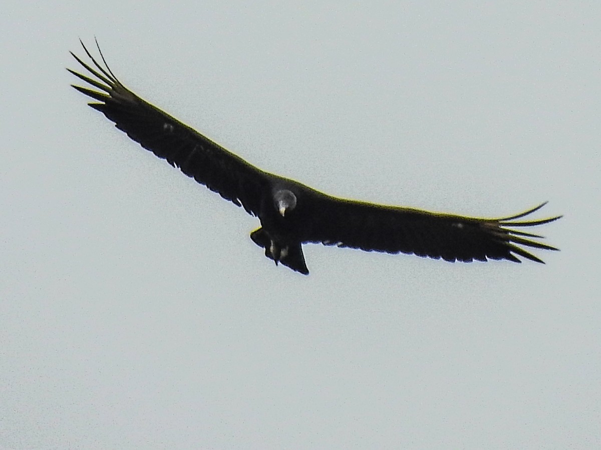 Black Vulture - ML620976852