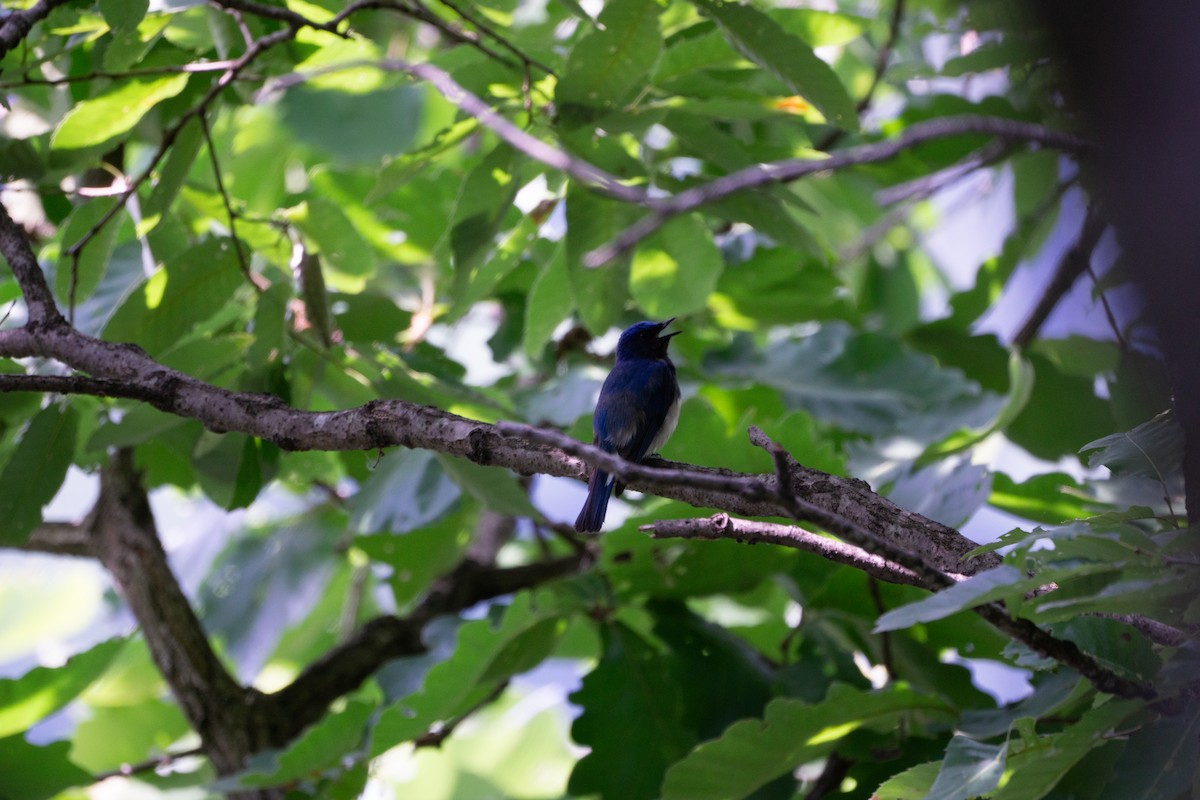 Blue-and-white Flycatcher - ML620976858
