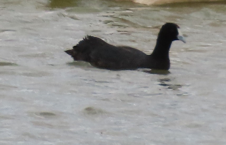 Red-knobbed Coot - ML620976859