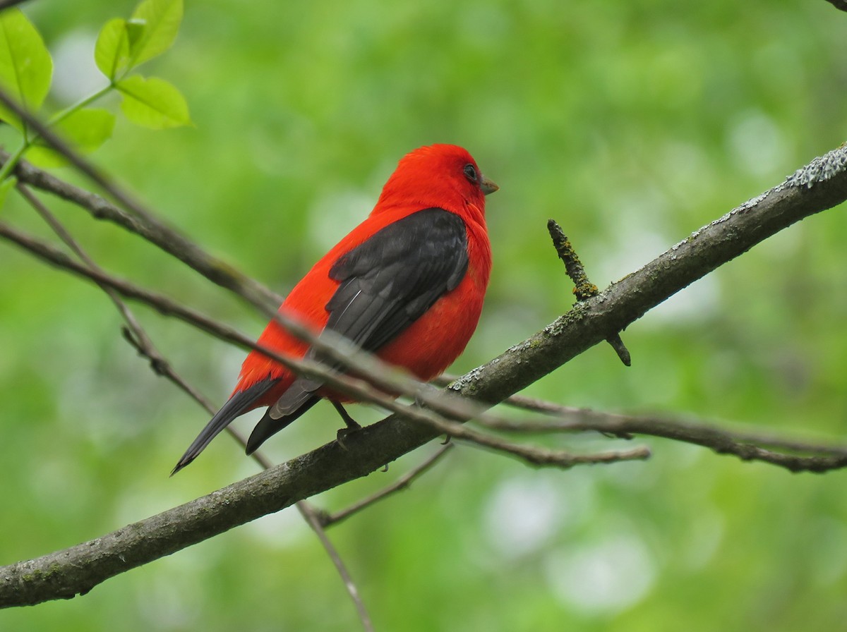 Scarlet Tanager - ML620976860