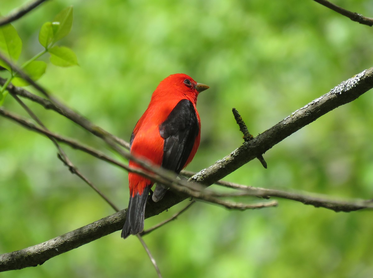 Scarlet Tanager - ML620976861