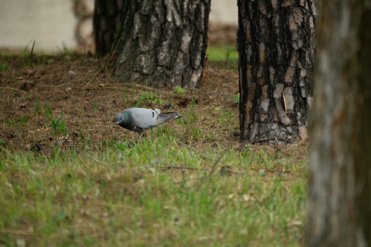 Hill Pigeon - ML620976864