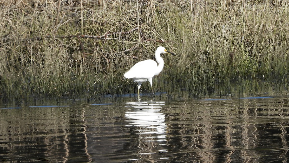 Little Egret - ML620976880