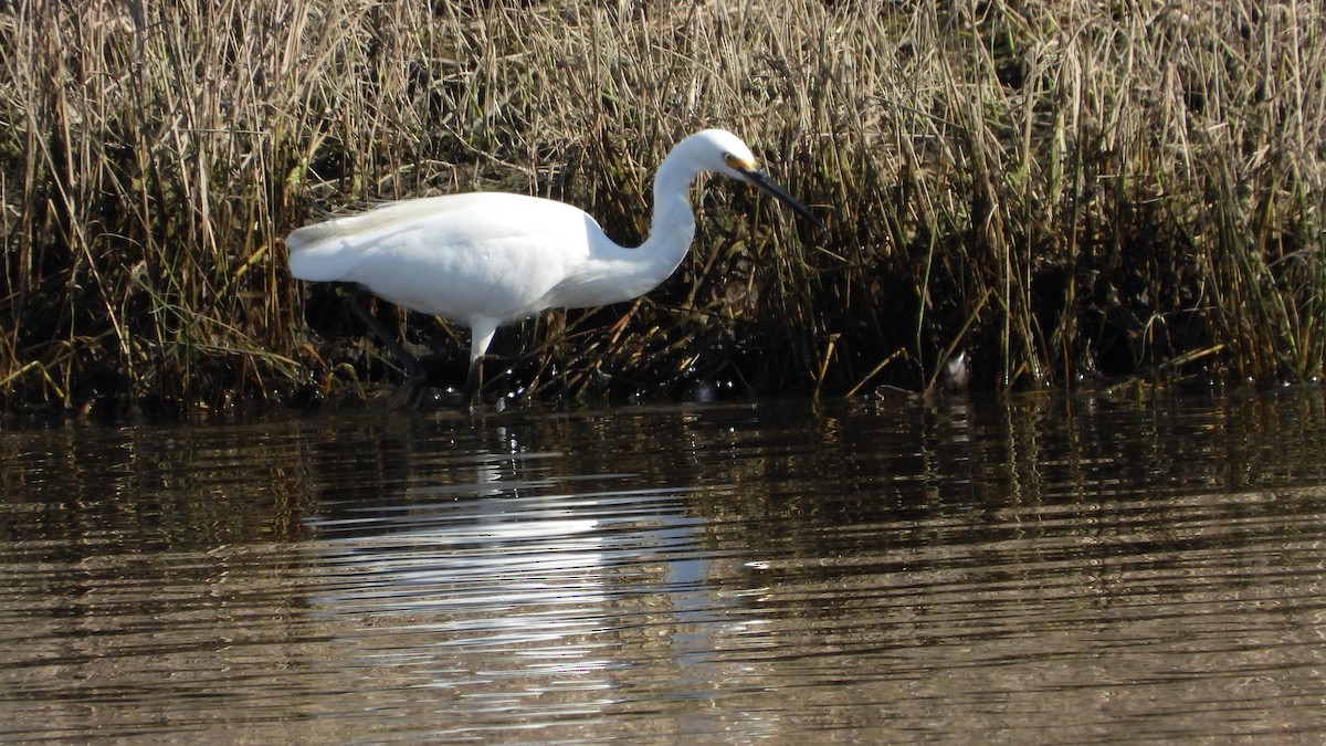 Little Egret - Greg and Georgie Shaw