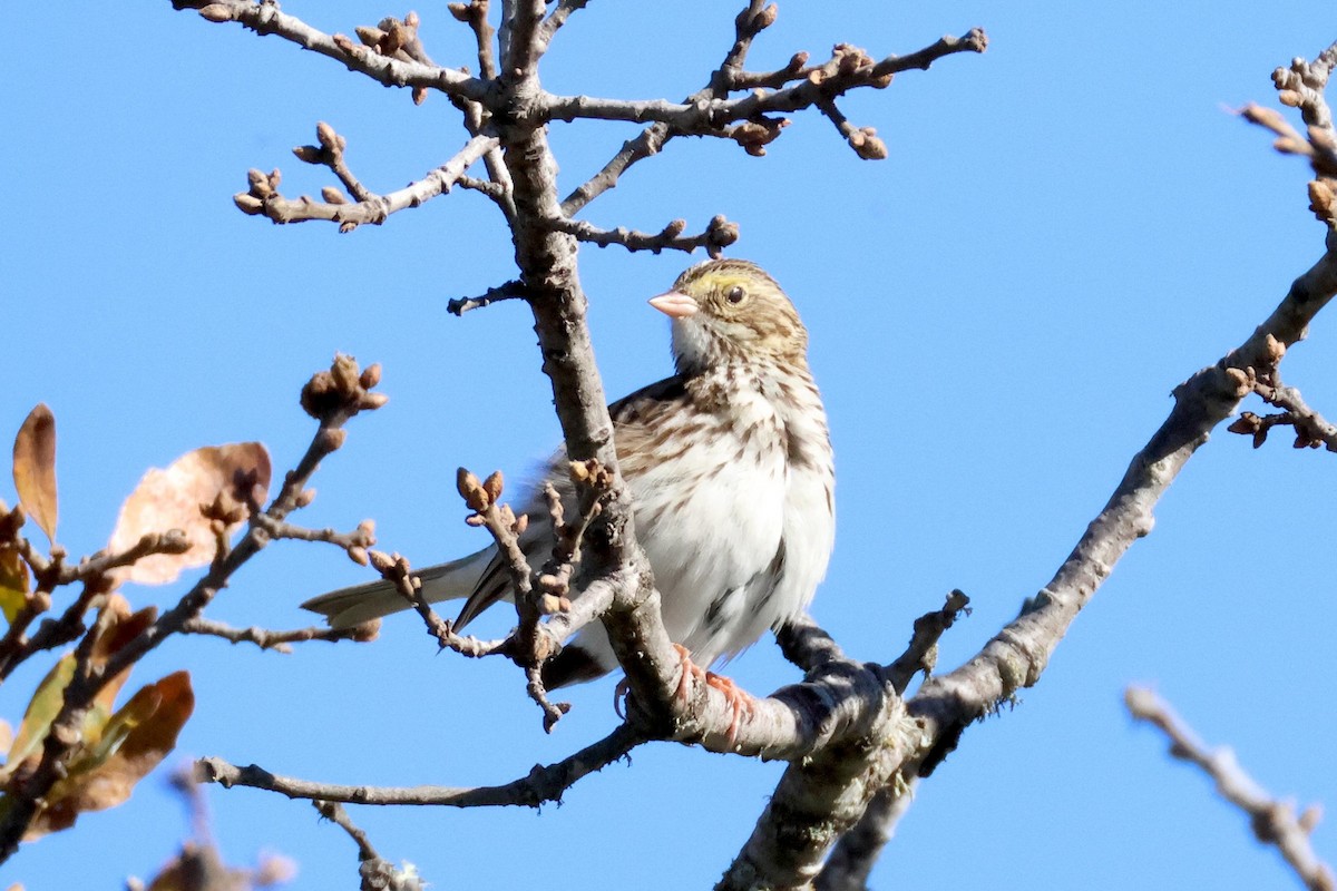 Savannah Sparrow - ML620976888