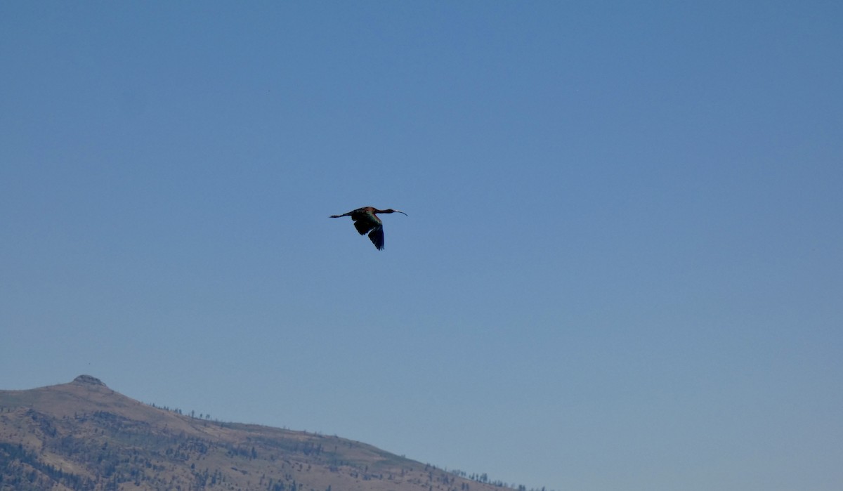 ibis americký - ML620976892