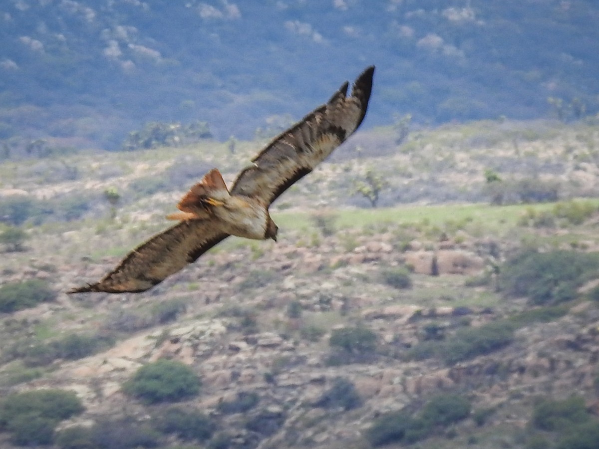 Red-tailed Hawk - ML620976893