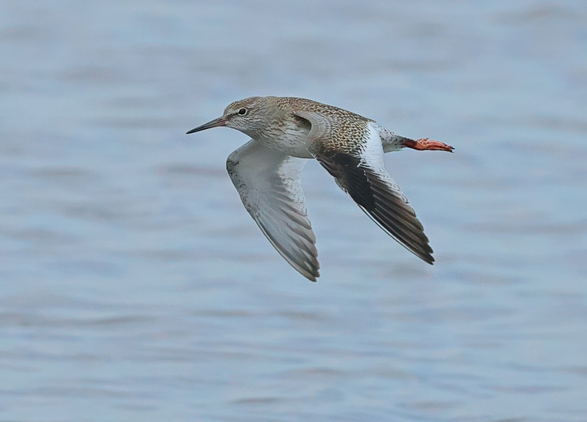 Common Redshank - ML620976903