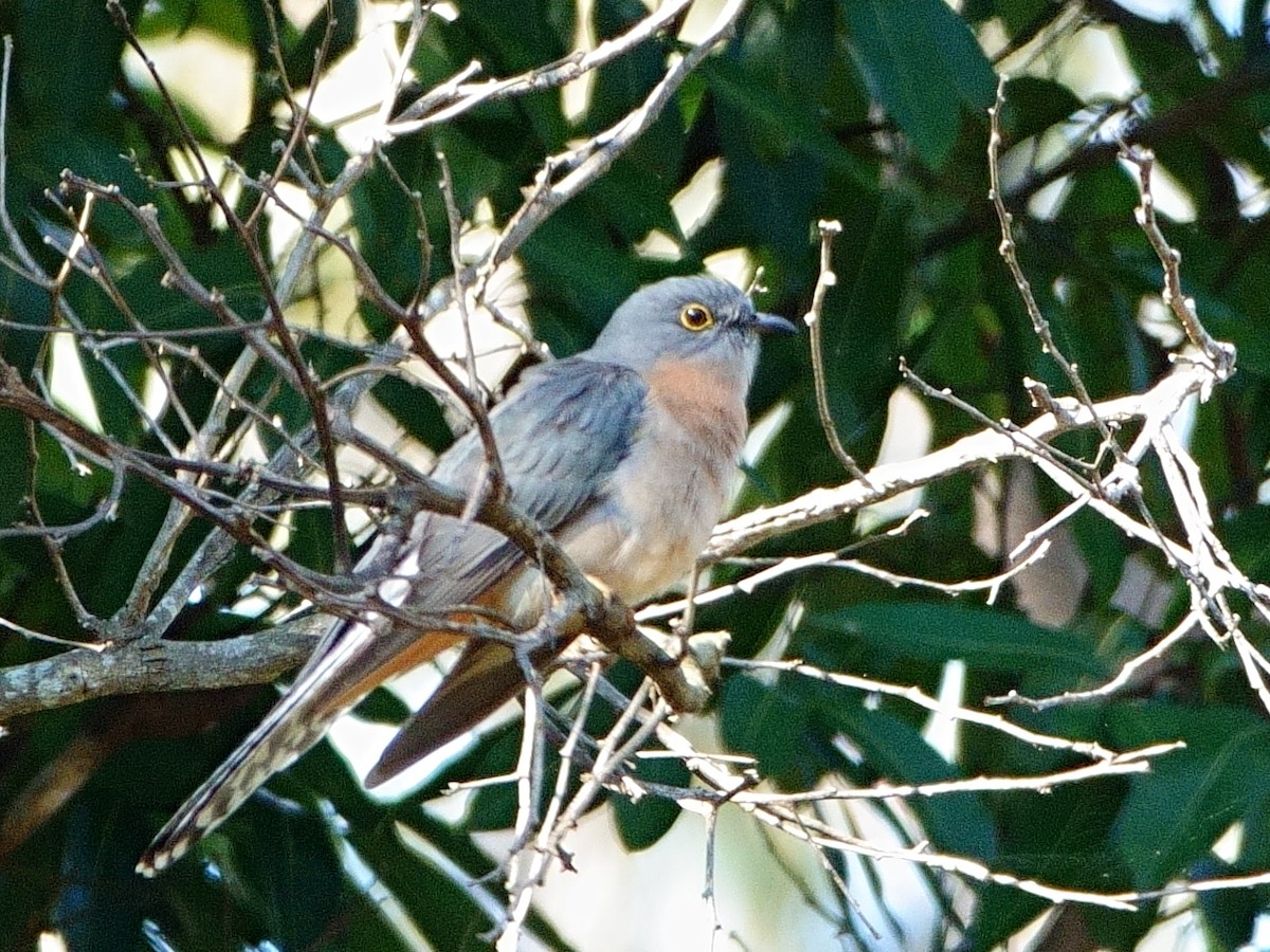 Fan-tailed Cuckoo - ML620976905