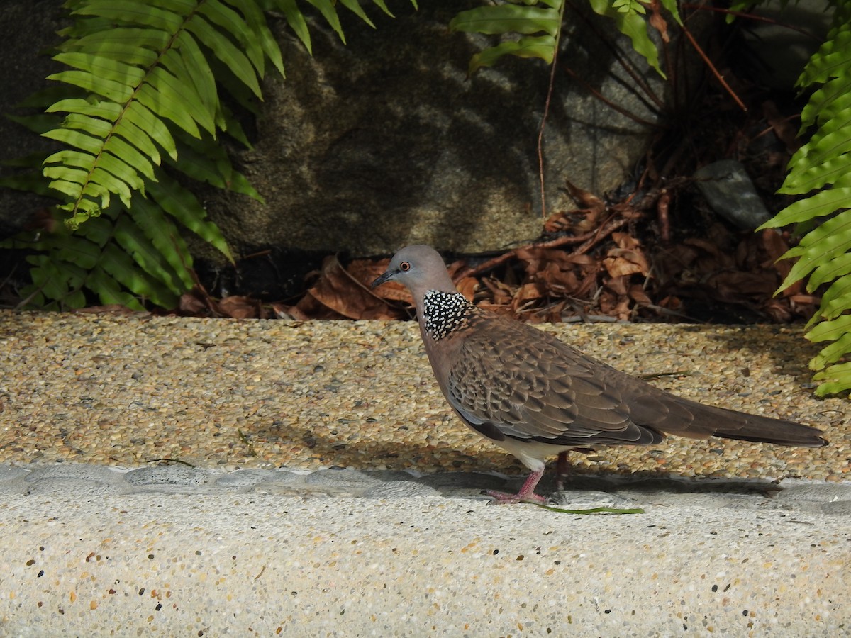 Spotted Dove - ML620976920