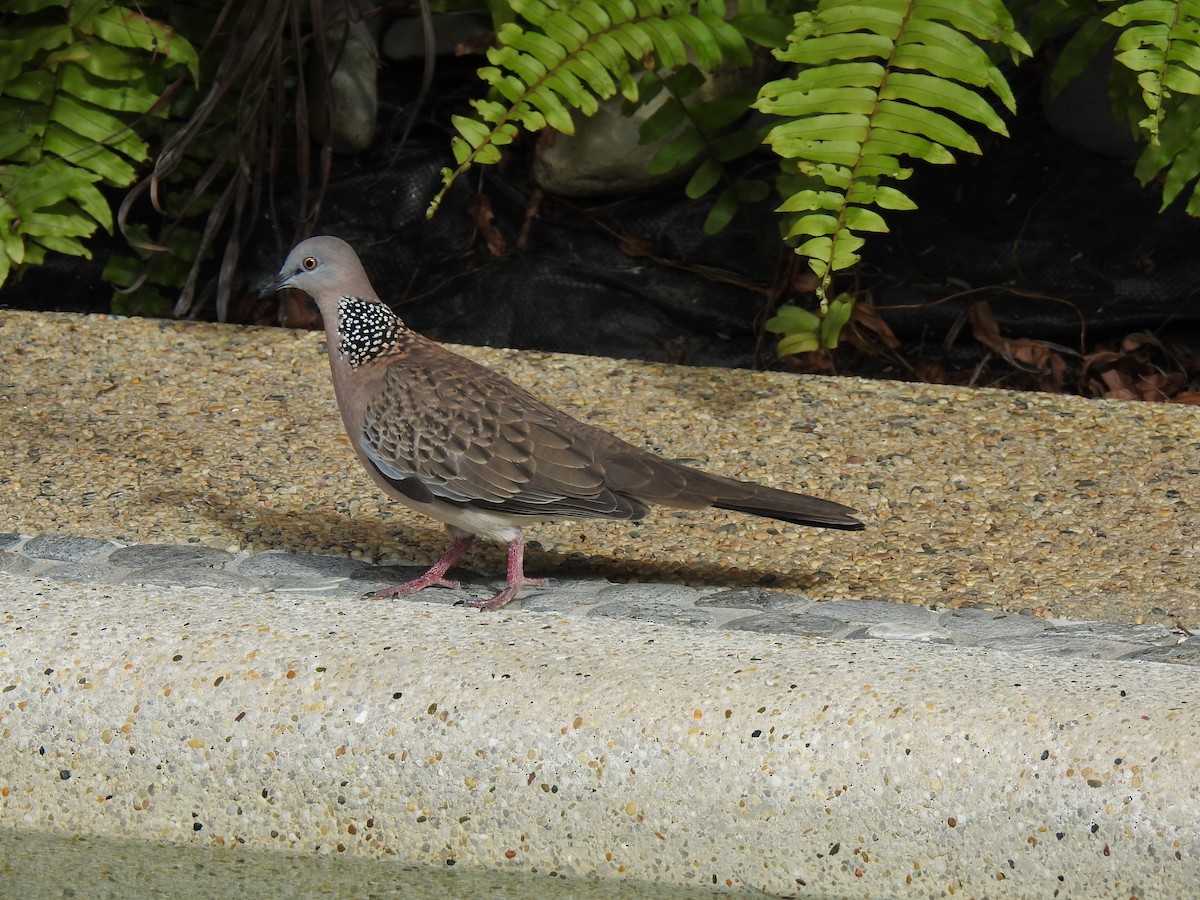 Spotted Dove - ML620976921