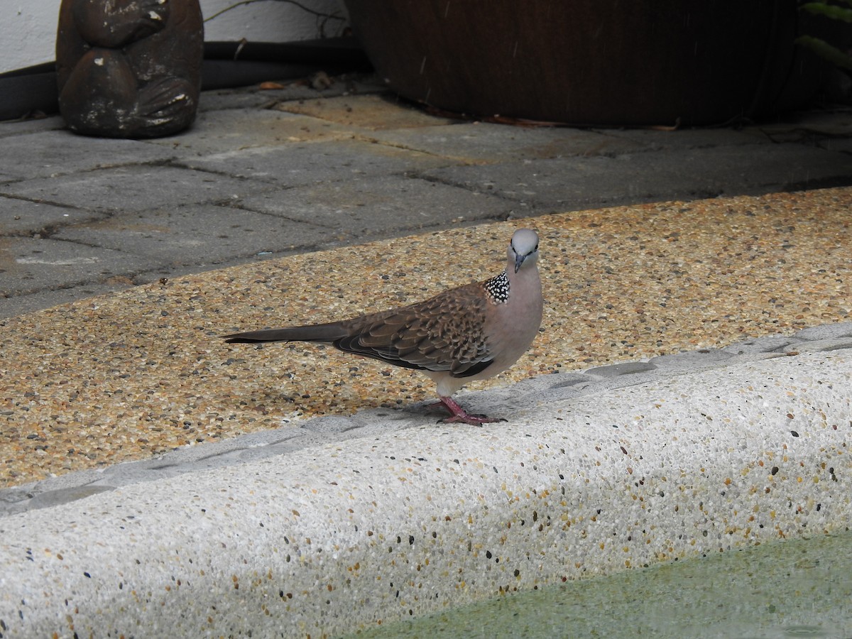 Spotted Dove - ML620976923