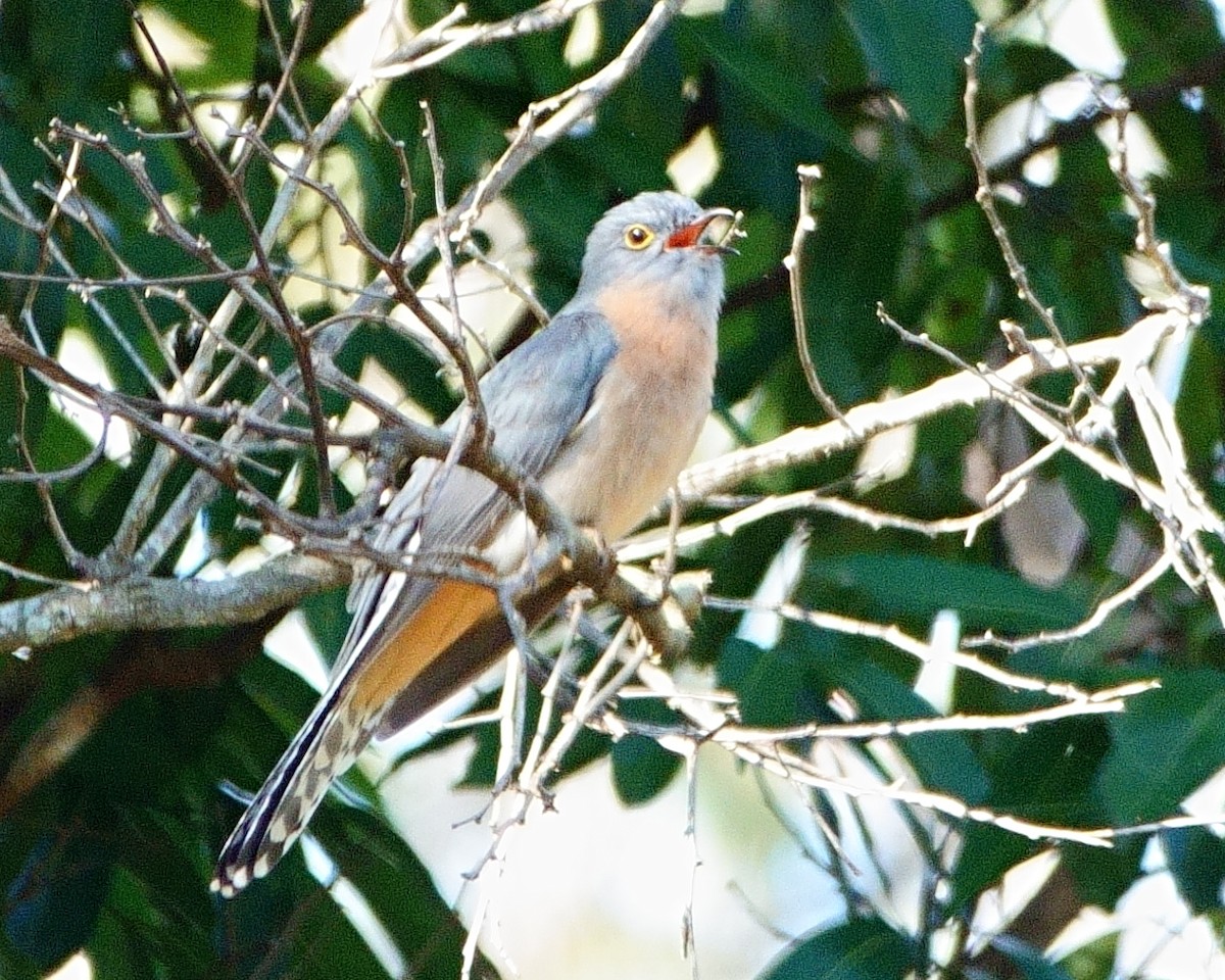 Fan-tailed Cuckoo - ML620976925