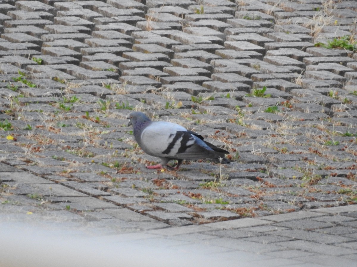 Rock Pigeon (Feral Pigeon) - ML620976926
