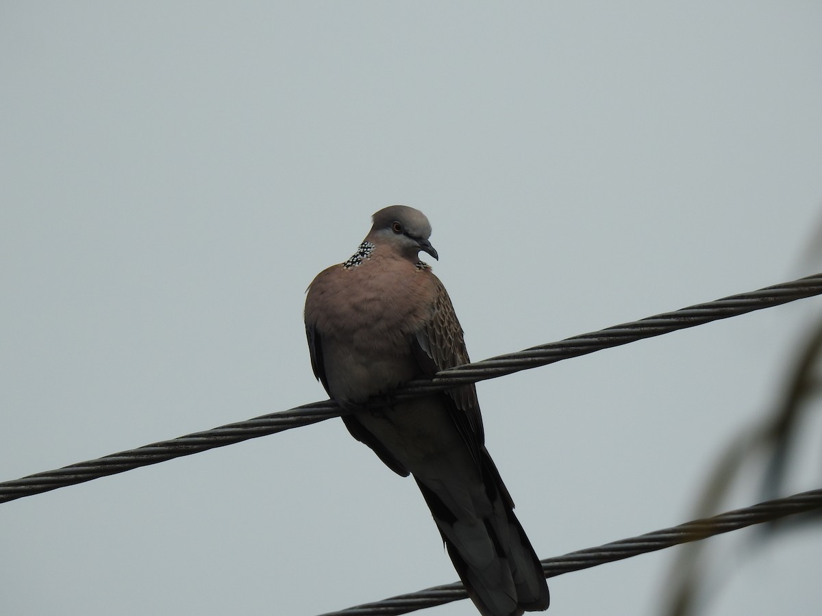 Spotted Dove - ML620976927