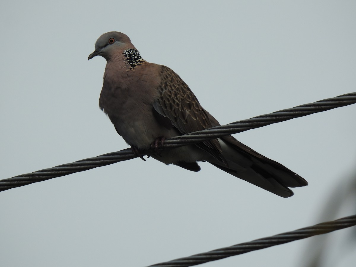 Spotted Dove - ML620976928