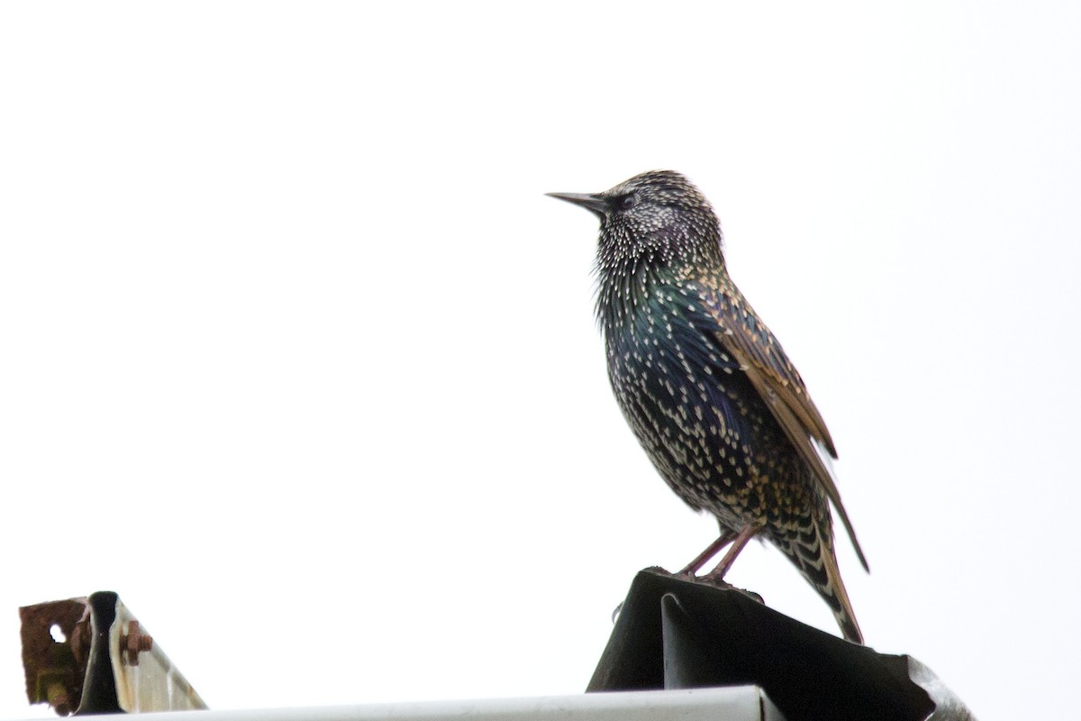 European Starling - ML620976932