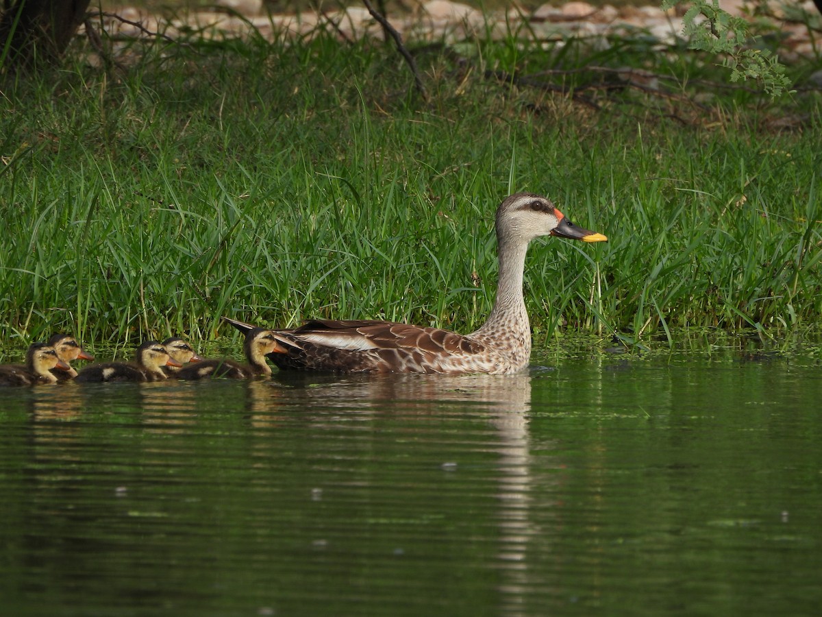 Indian Spot-billed Duck - ML620976957
