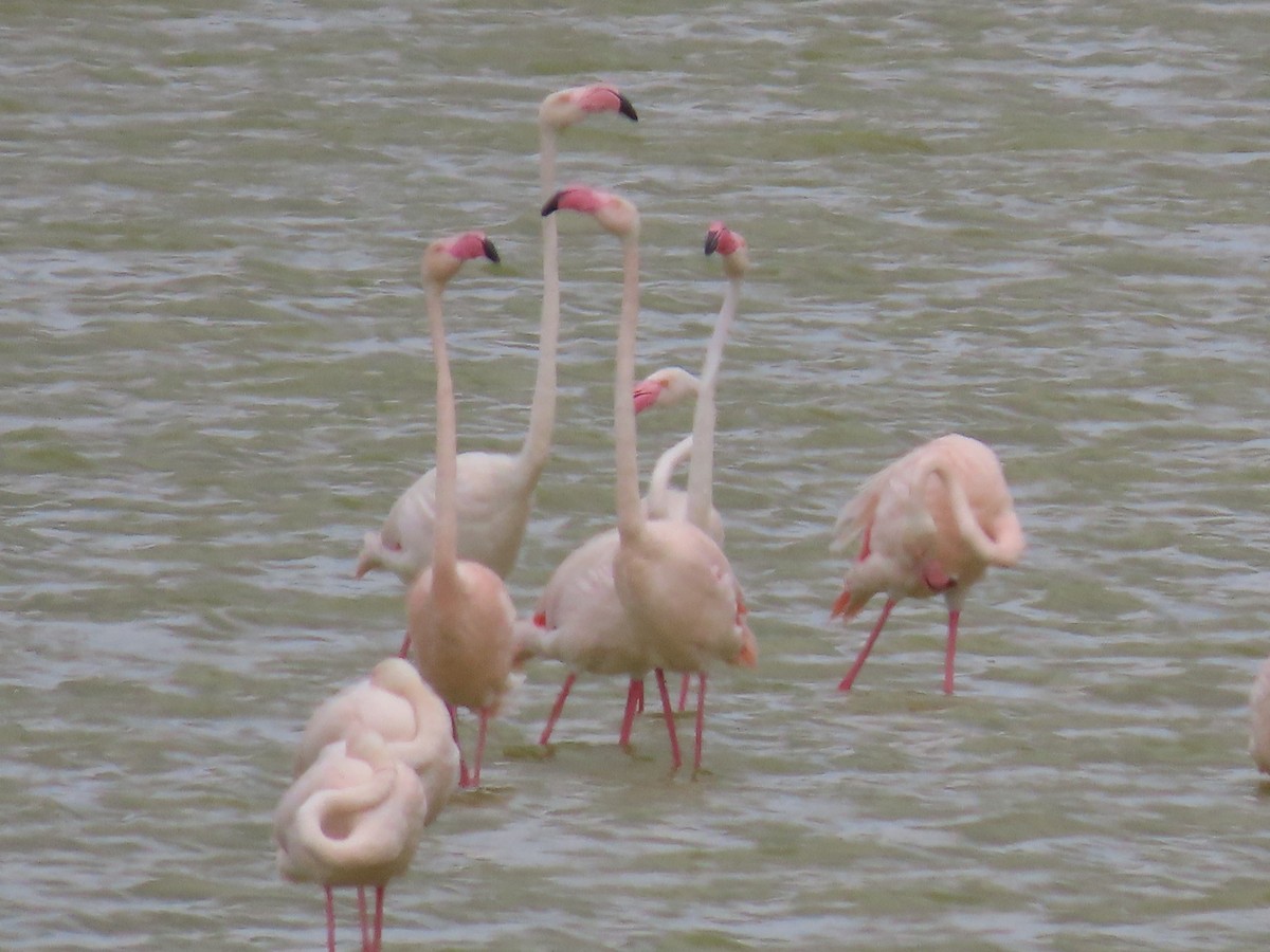 Greater Flamingo - ML620976992