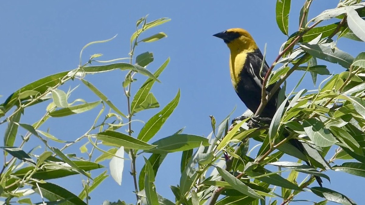 Yellow-headed Blackbird - ML620977010