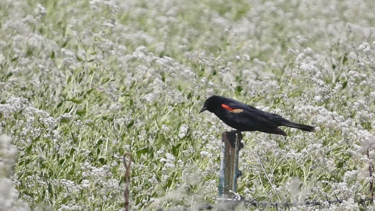 Red-winged Blackbird (Red-winged) - ML620977014