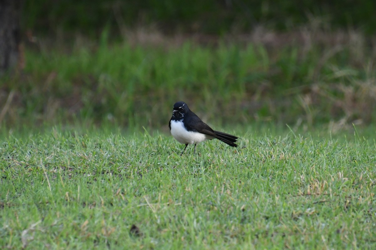 Willie-wagtail - ML620977015