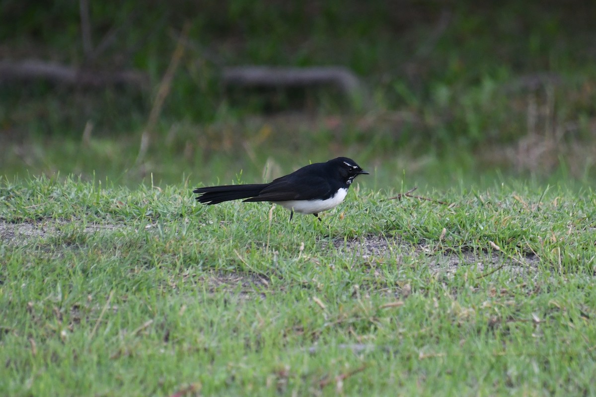 Willie-wagtail - ML620977016