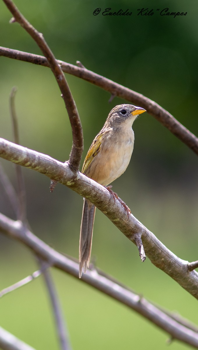 Wedge-tailed Grass-Finch - ML620977021