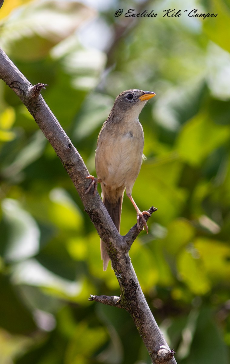 Wedge-tailed Grass-Finch - ML620977022