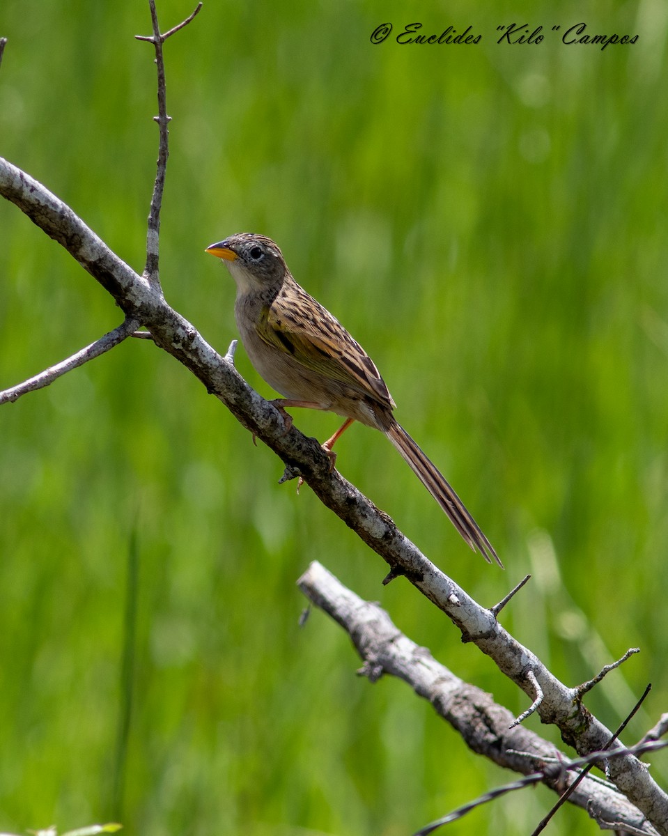 Wedge-tailed Grass-Finch - ML620977023