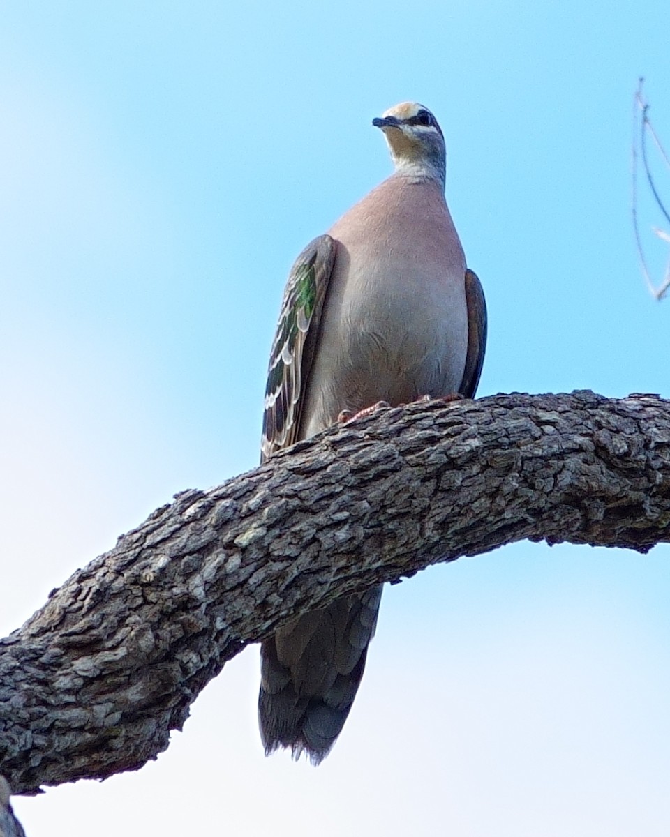 Common Bronzewing - ML620977024