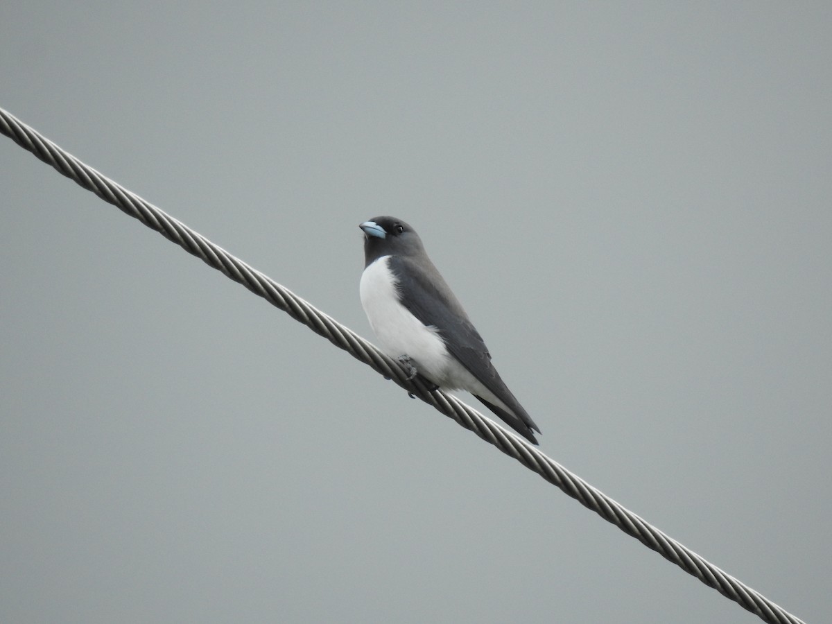 White-breasted Woodswallow - ML620977026