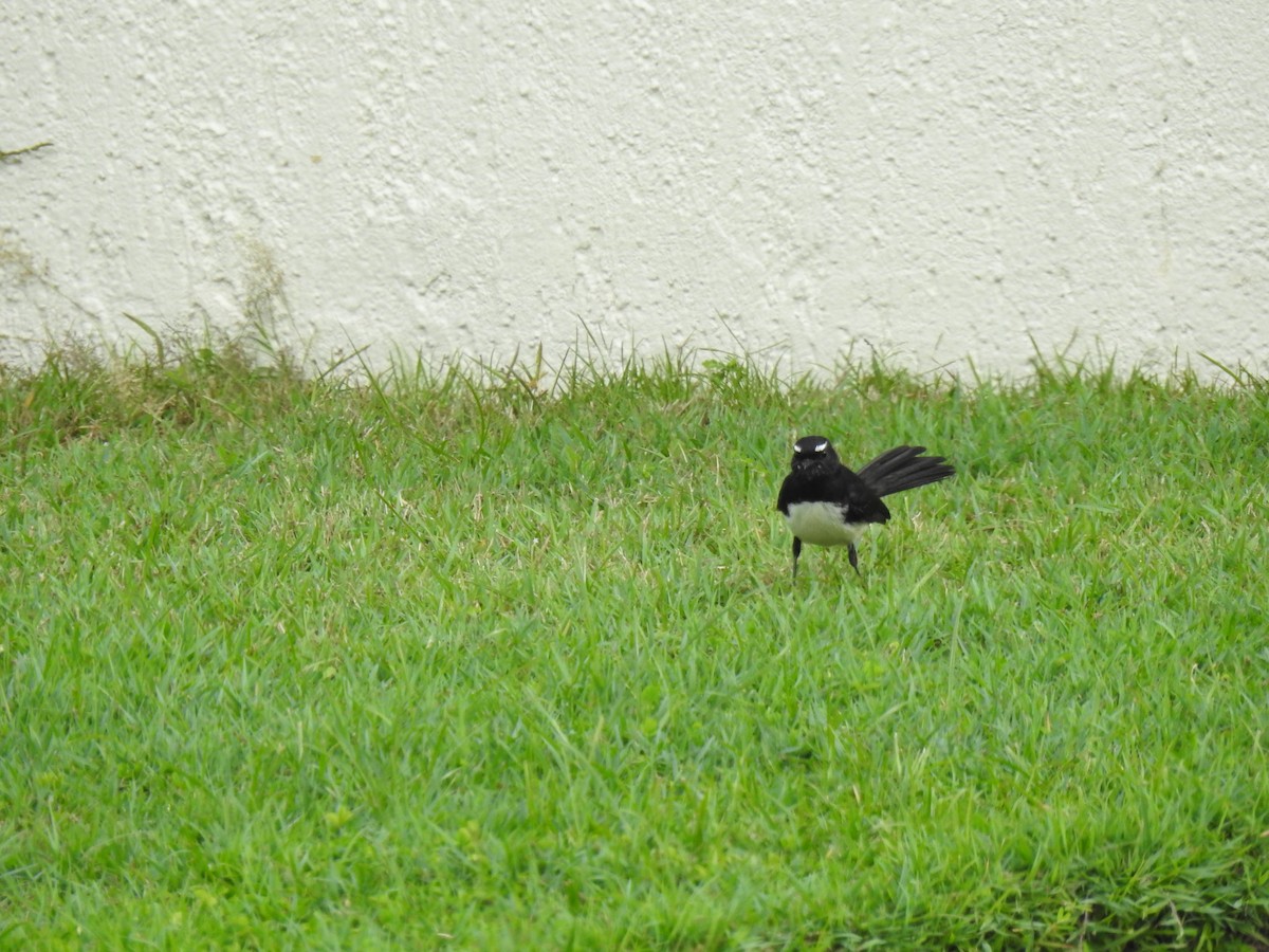 Willie-wagtail - ML620977037