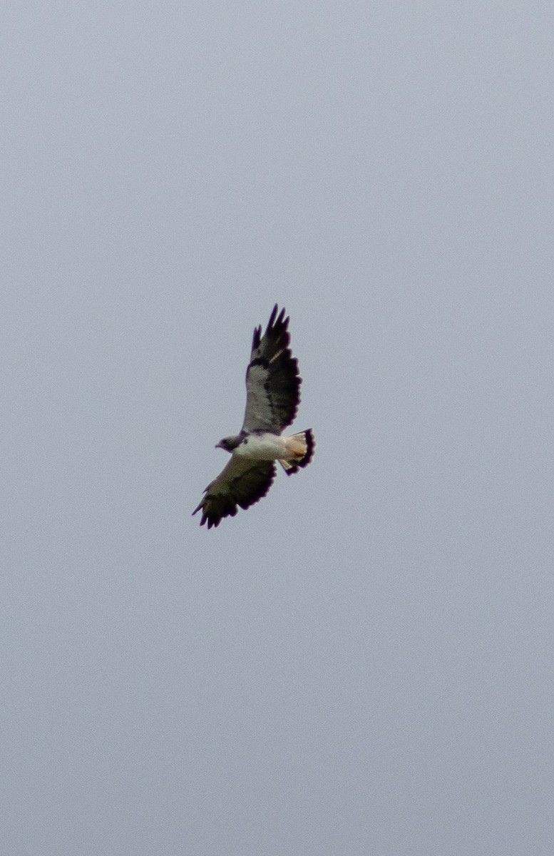 White-tailed Hawk - ML620977049