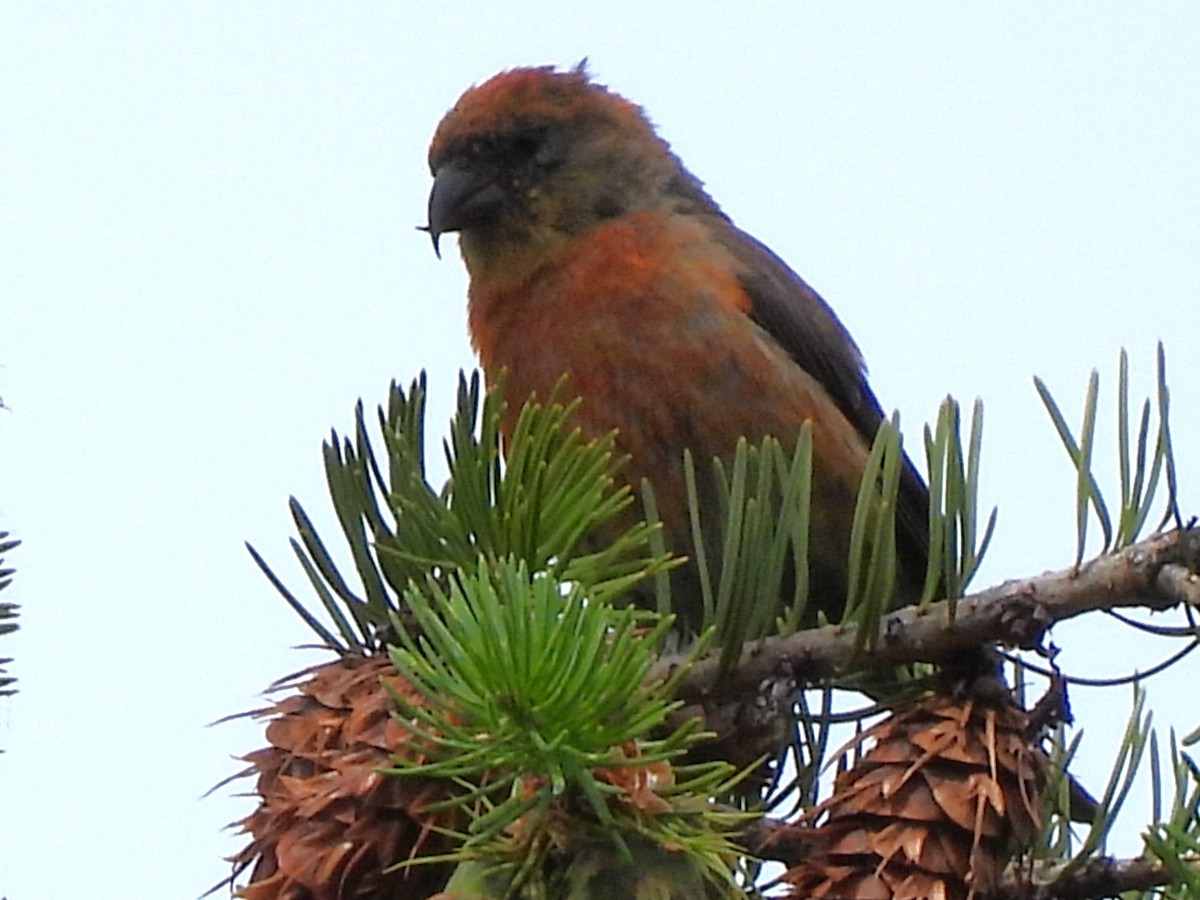 Red Crossbill - ML620977051