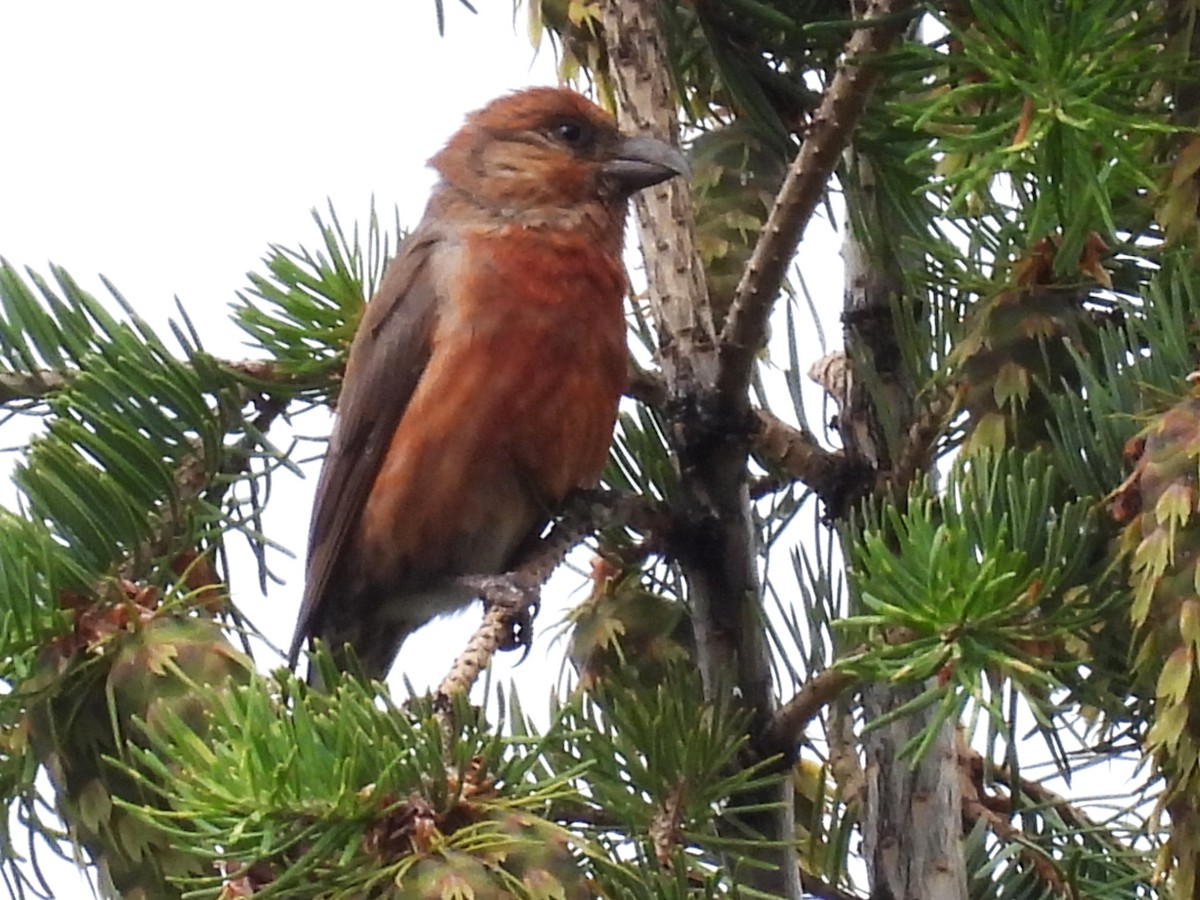 Bec-croisé des sapins - ML620977052