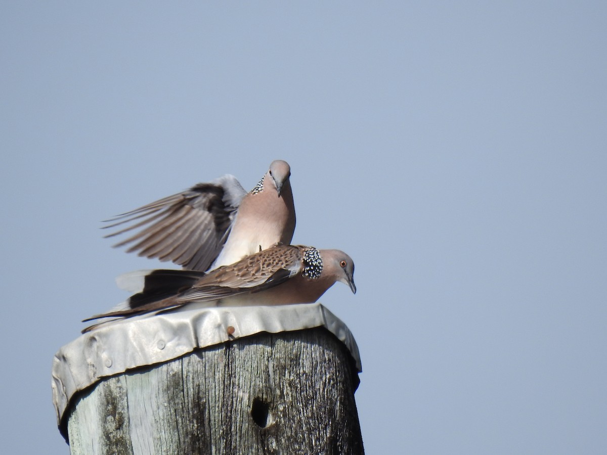Spotted Dove - ML620977060