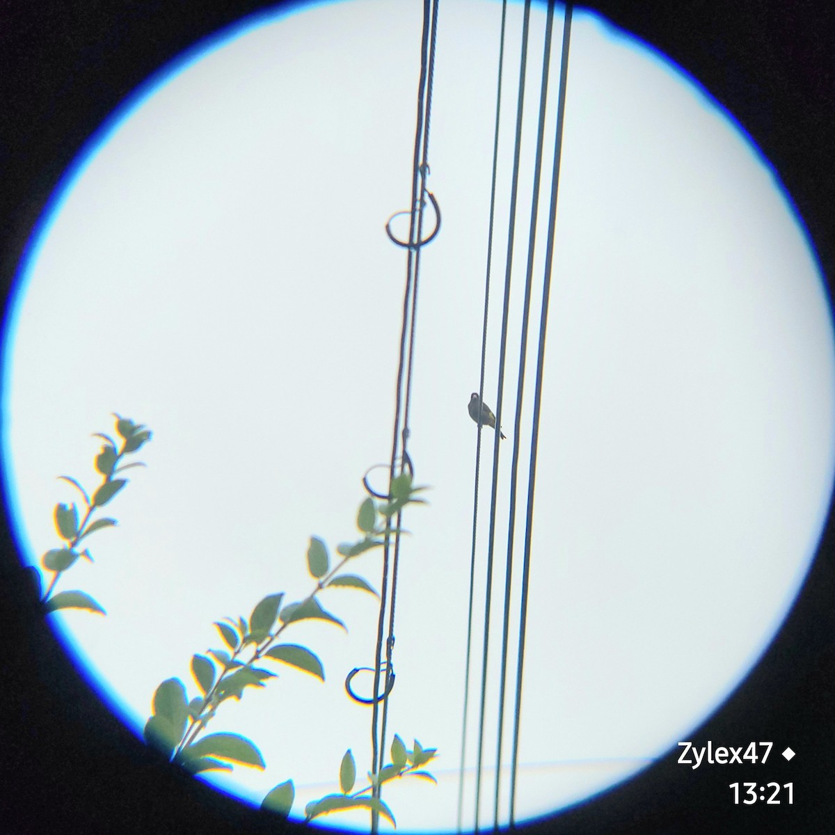 Oriental Greenfinch - ML620977069