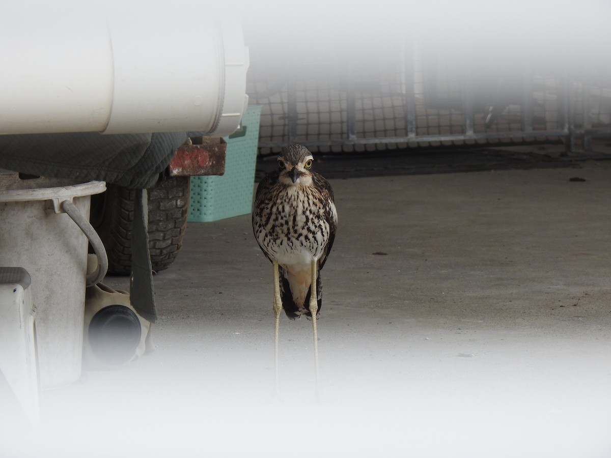 Bush Thick-knee - ML620977080