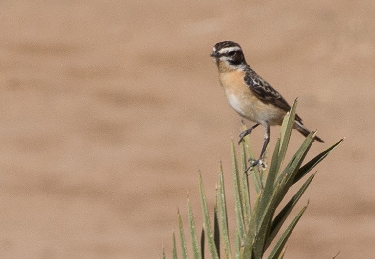 Whinchat - ML620977089