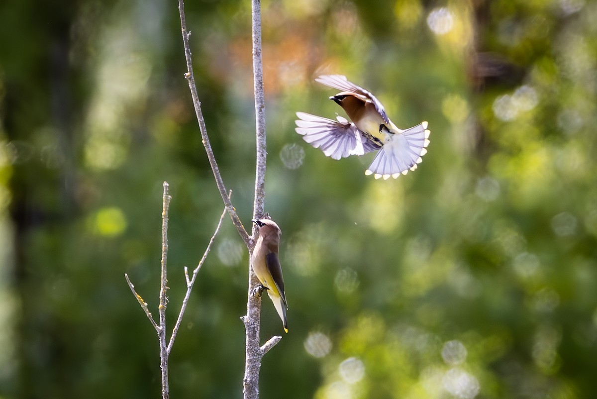 Cedar Waxwing - ML620977092