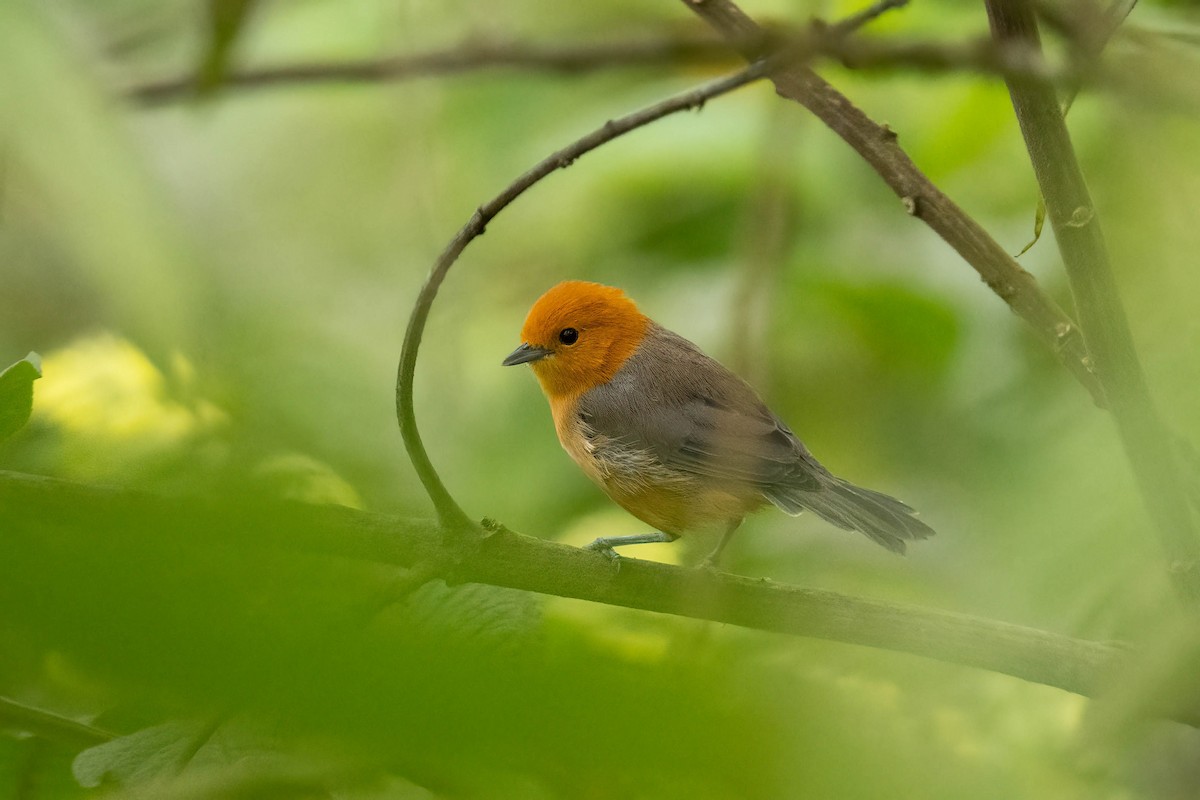 Rufous-chested Tanager - ML620977097