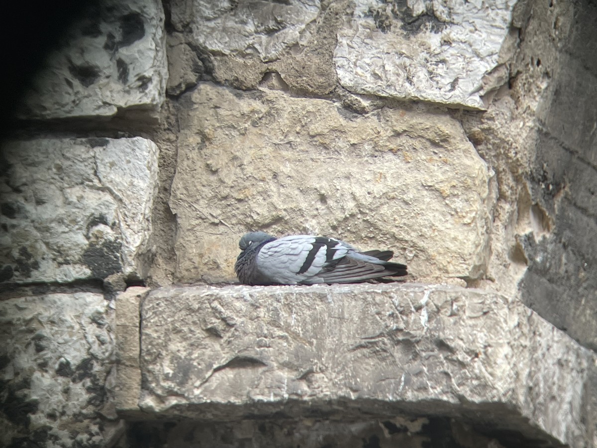 Rock Pigeon (Feral Pigeon) - ML620977114