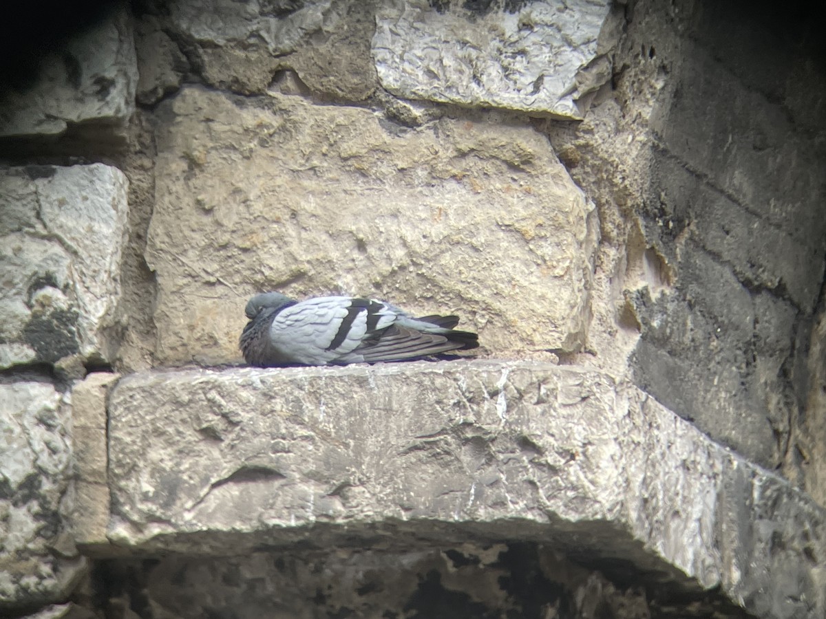Rock Pigeon (Feral Pigeon) - ML620977115