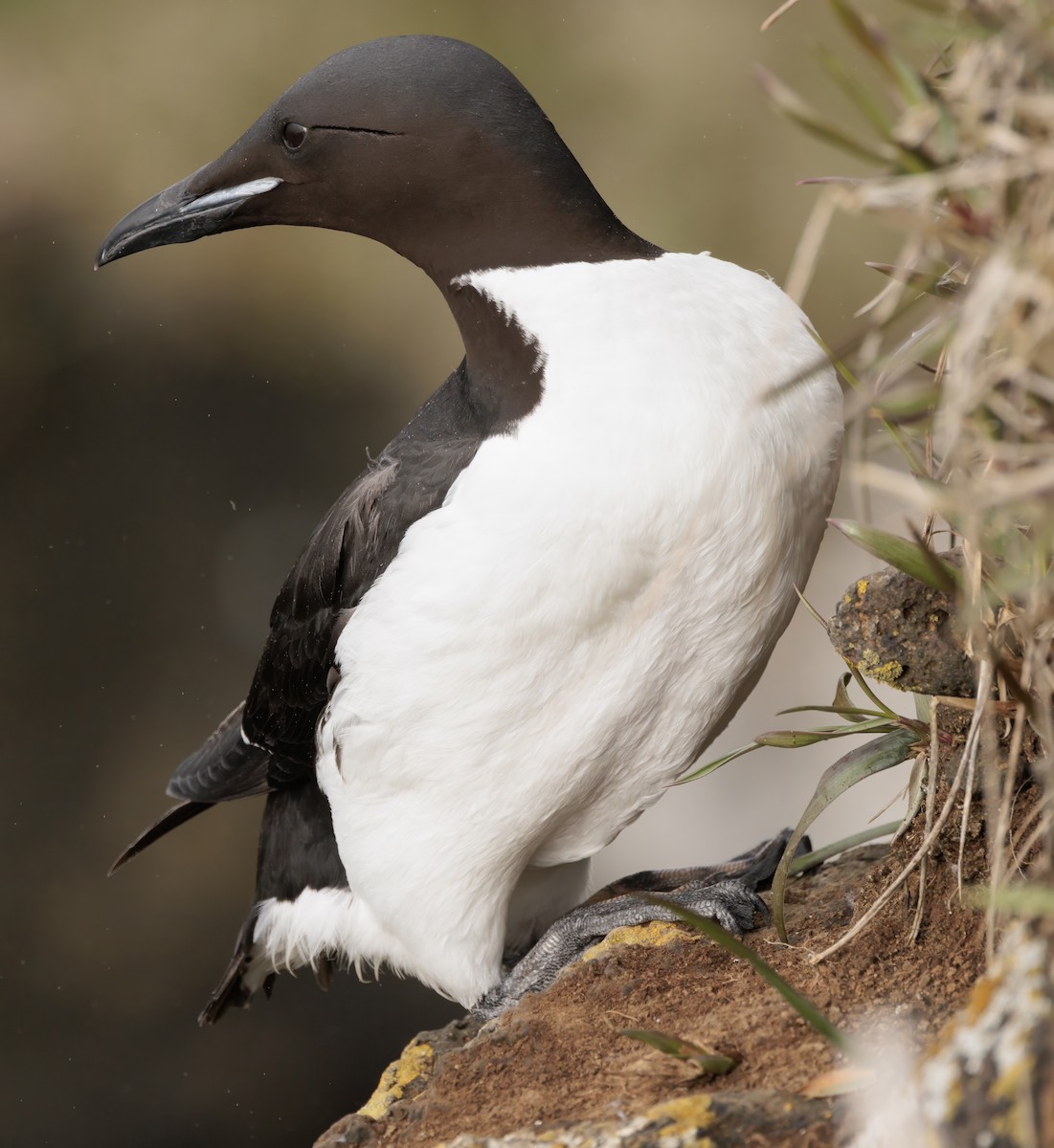 Thick-billed Murre - ML620977116