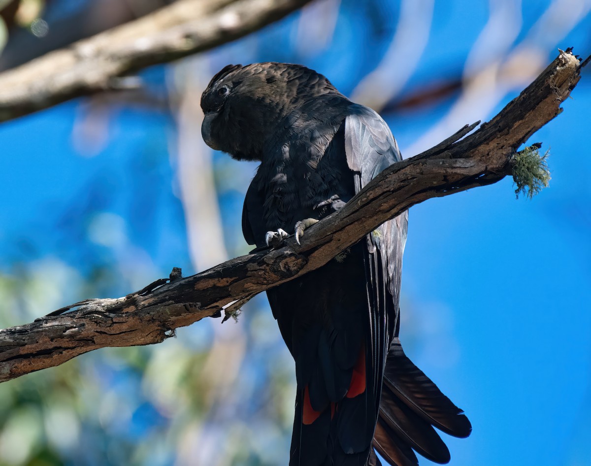 kakadu hnědohlavý - ML620977125