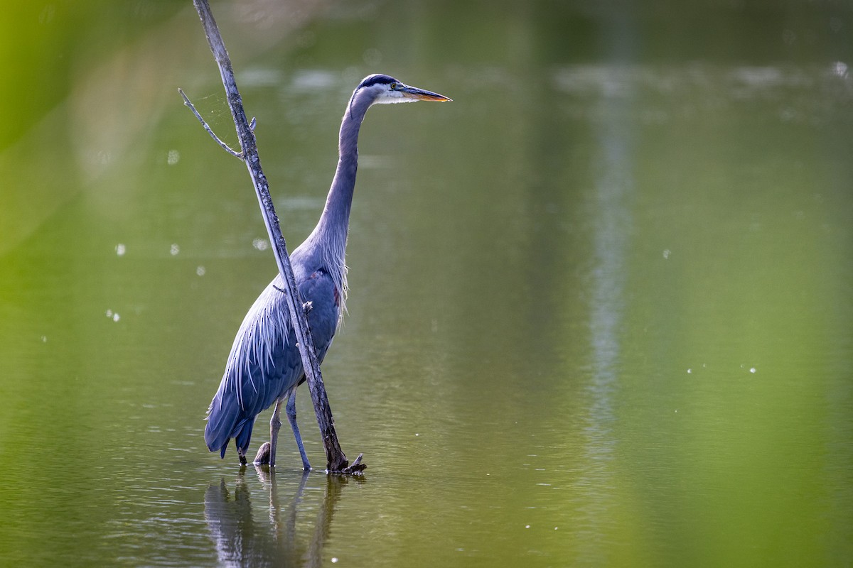 Great Blue Heron - ML620977134