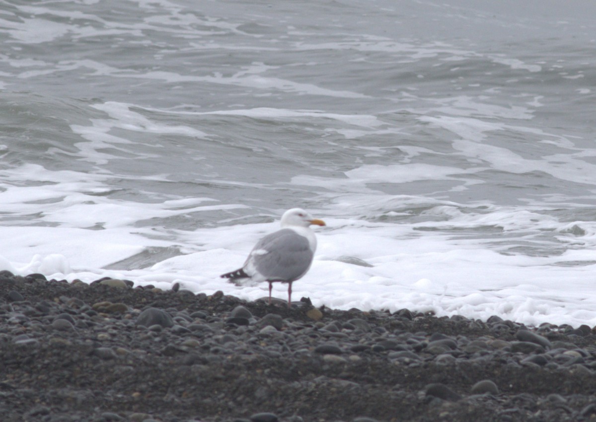 Herring Gull - ML620977140