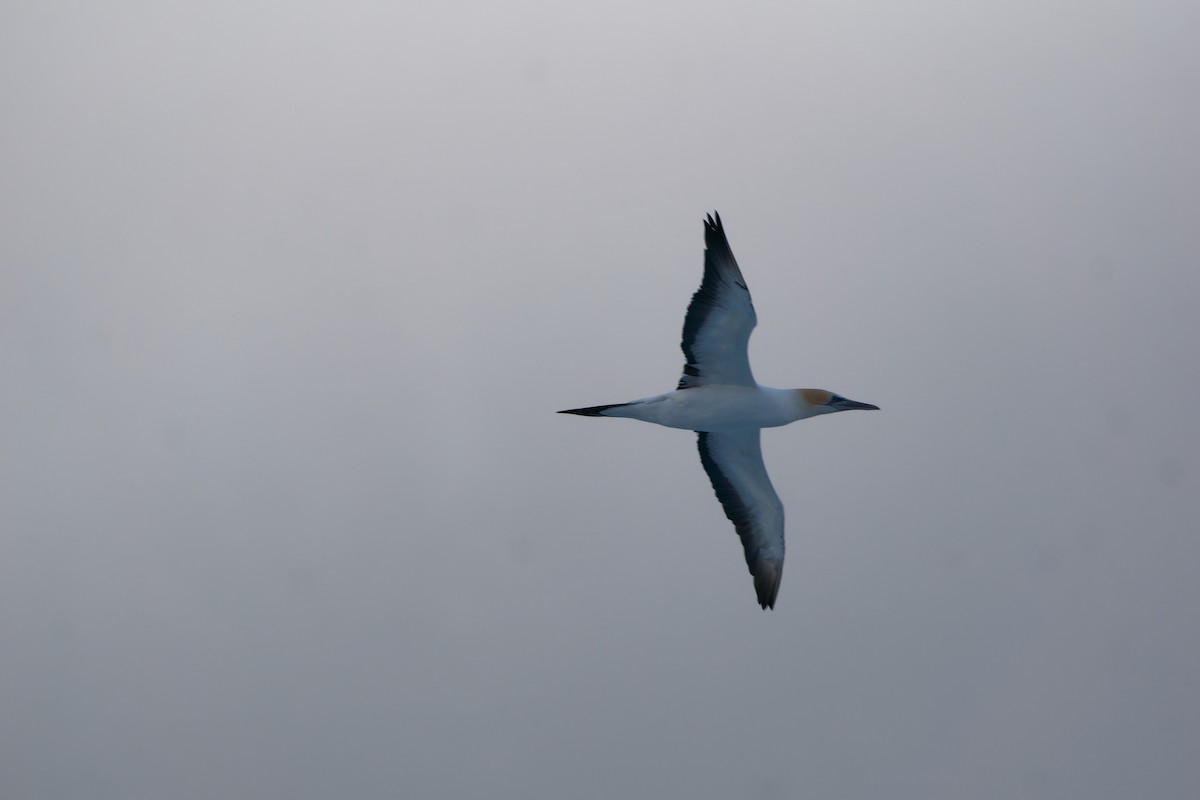 Australasian Gannet - Nicholas Ball